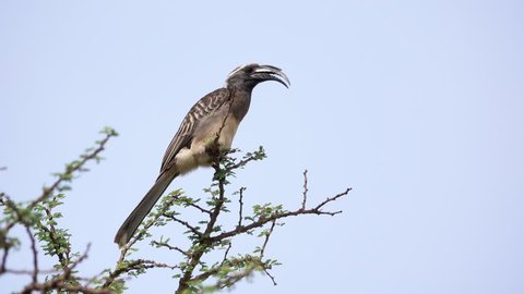 African grey hornbill. The beautiful bird sits high in the tree and sings. Rwanda, Africa