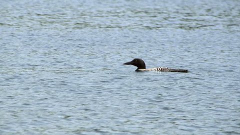 Two Loons on pond swimming together and diving for food 