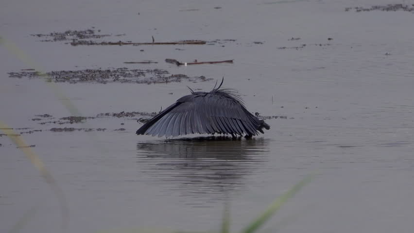 Black Heron Bird. Black Egret or Umbrella Bird.Funny black heron, the bird is fishing with wings that he spreads like an umbrella. Swamp, Rwanda, Africa