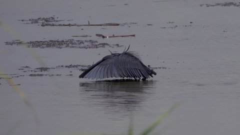 Black Heron Bird. Black Egret or Umbrella Bird.Funny black heron, the bird is fishing with wings that he spreads like an umbrella. Swamp, Rwanda, Africa