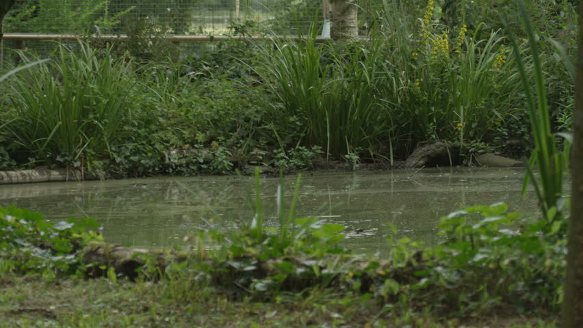 4K Osprey flying low above water, diving for fish at falconry center