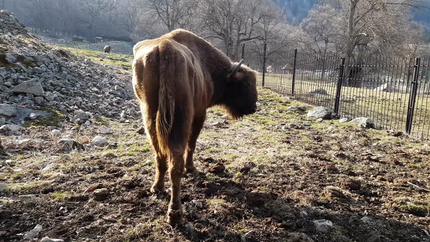 Bison approaches  camera in natural park in early spring