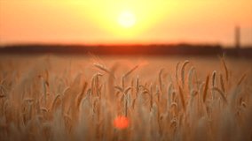 Wheat field. Ears of golden wheat close up. Beautiful Nature Sunset Landscape. Rural sunset Scenery. Background of ripening ears of meadow wheat field. Rich harvest Concept. 4K UHD video 3840X2160