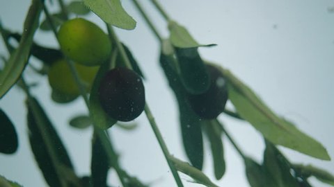 The entry of the olive branch and olives into the water, slow motion, Alexa Camera, high quality