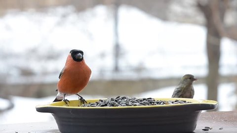 Many different birds on the bird feeder with seeds, in the month of april
