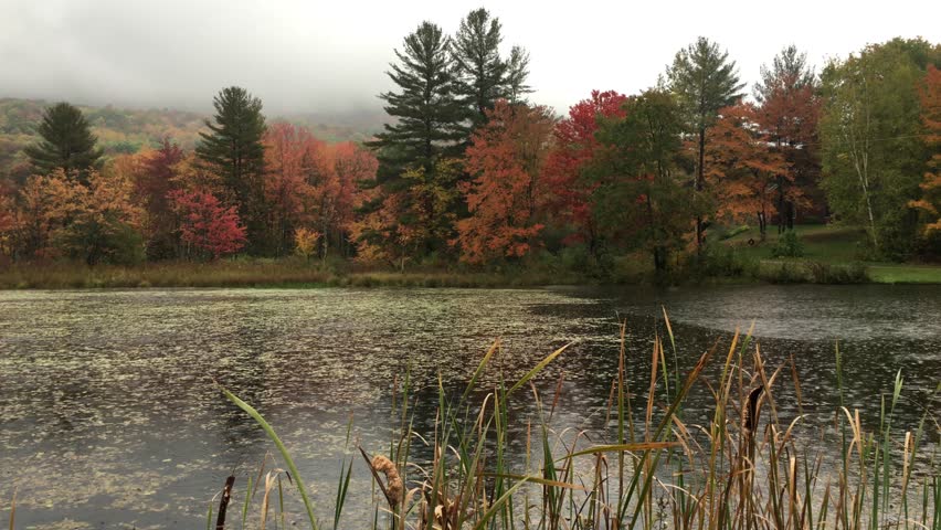 Autumn trees, rainy day in Vermont, USA