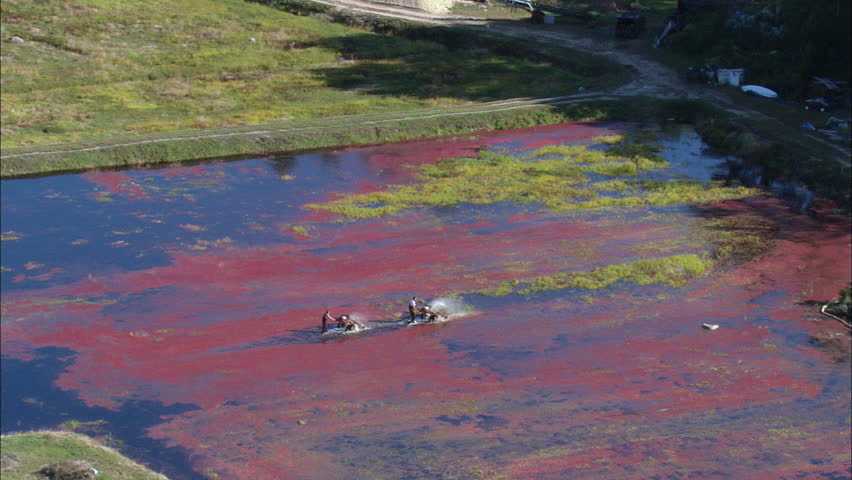 Cranberry Picking United States, Plymouth County-2008