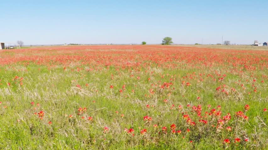 Pov. Point view of a field of beautiful wild  Texas paintbrush flowers.