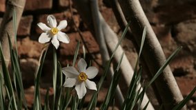 Pair of Narcissus poeticus plant in front of brick wall 4K 2160p 30fps UltraHD footage - Close-up of daffodil spring garden flower 3840X2160 UHD video