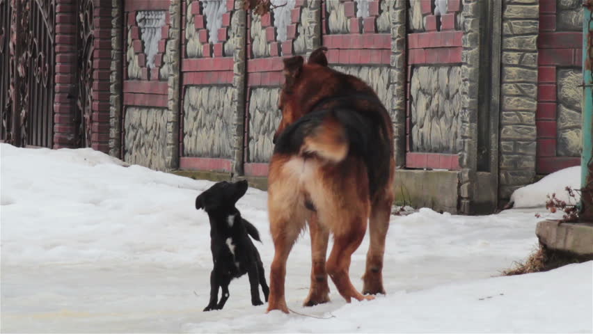 large and small dog/funny dogs sniffing each other large and small dogs