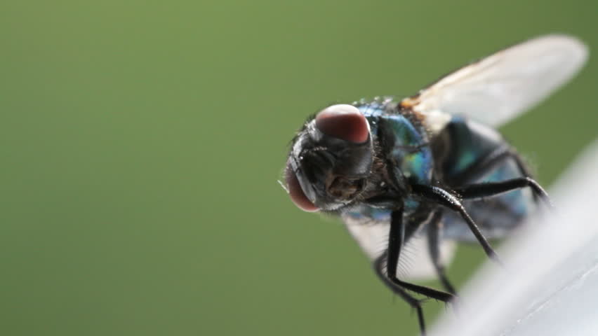 Housefly extreme close up
