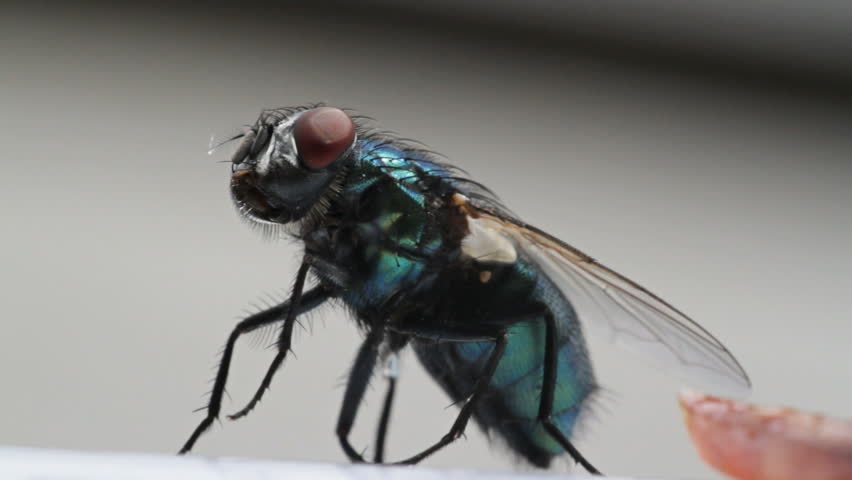 Housefly extreme close up