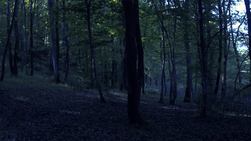 Night Walk Through The Trees Stock Footage Video 100 Royalty Free Shutterstock