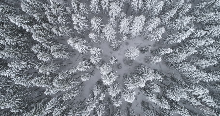 Aerial flyover frozen snowy spruce forest | Shutterstock HD Video #25530140