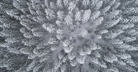 Aerial flyover frozen snowy spruce forest