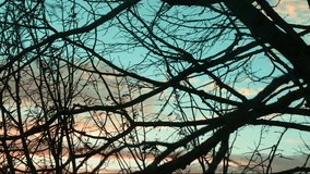 Dry tree branches against the sky. Time lapse video 4k.