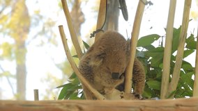Koala wakes up in a tree