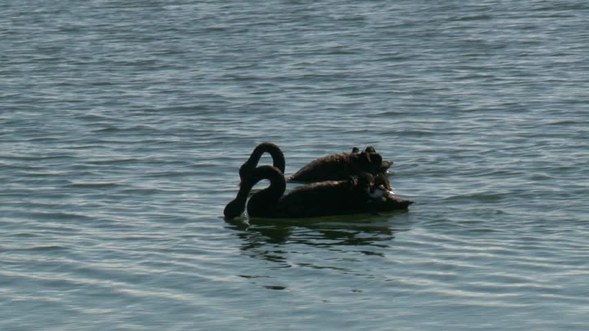 Black swans on lake Taupo on a calm and tranquil morning.