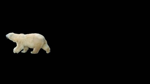 Polar bear walking across the frame on black screen, real shot, isolated on alpha channel premultiplied with black and white luminance matte, perfect for digital composition, cinema, 3d mapping