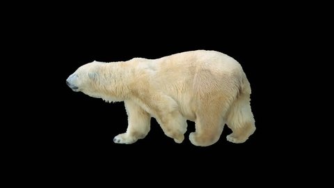 Polar bear walking seamlessly looped on black screen, real shot, isolated on alpha channel premultiplied with black and white luminance matte, perfect for digital composition, cinema, 3d mapping