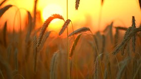 Wheat field. Ears of golden wheat close up. Beautiful Nature Sunset Landscape. Rural sunset Scenery. Background of ripening ears of meadow wheat field. Rich harvest Concept. 4K UHD video 3840X2160