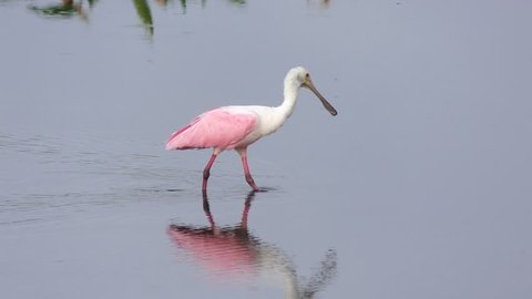 Roseate Spoonbill feeding in the pond
