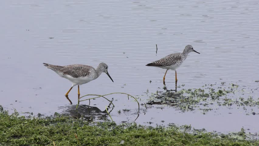 Greater Yellowlegs and Lesser Yellowlegs in the pond