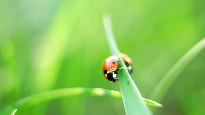 Ladybug on the grass, macro view