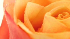 Orange Rose on white background hd Video Loop