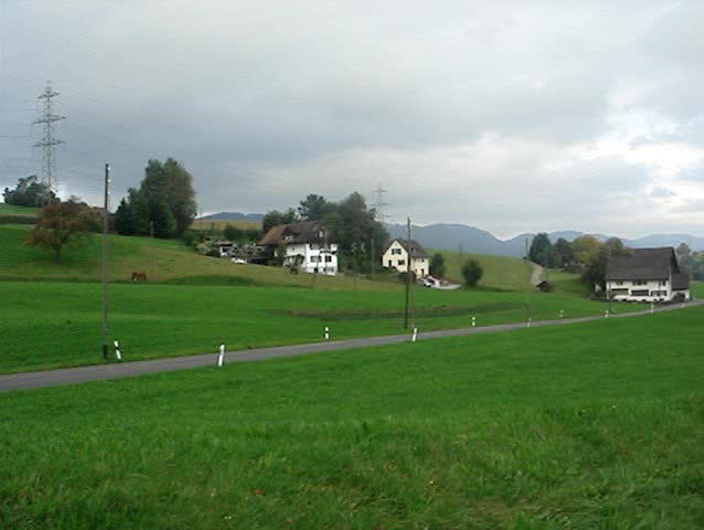 Swiss cows in a Swiss countryside