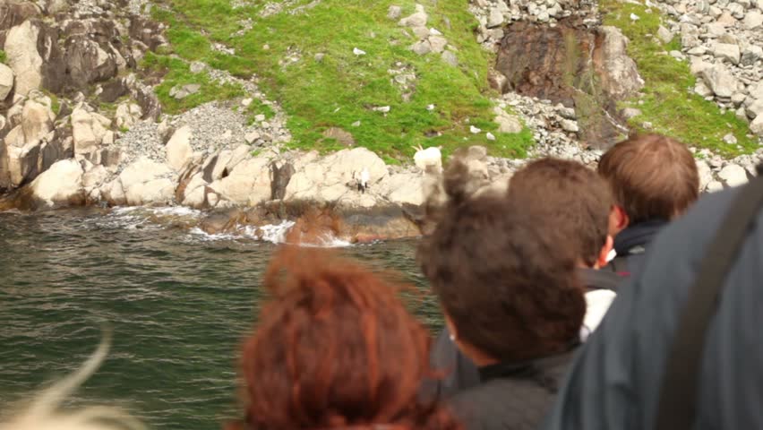 Heads of tourists on ship which stand near coast with goats at fiord in Norway