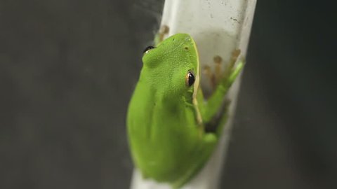Tree Frog Closeup  Stock-video