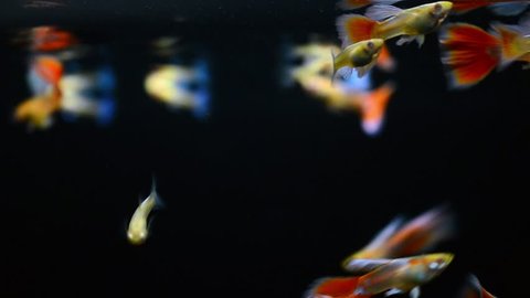 Guppy fish (Albino aqua marin red tail  or Albino blue topaz) swimming on black background with medium shot (macro lenses, soft focus)