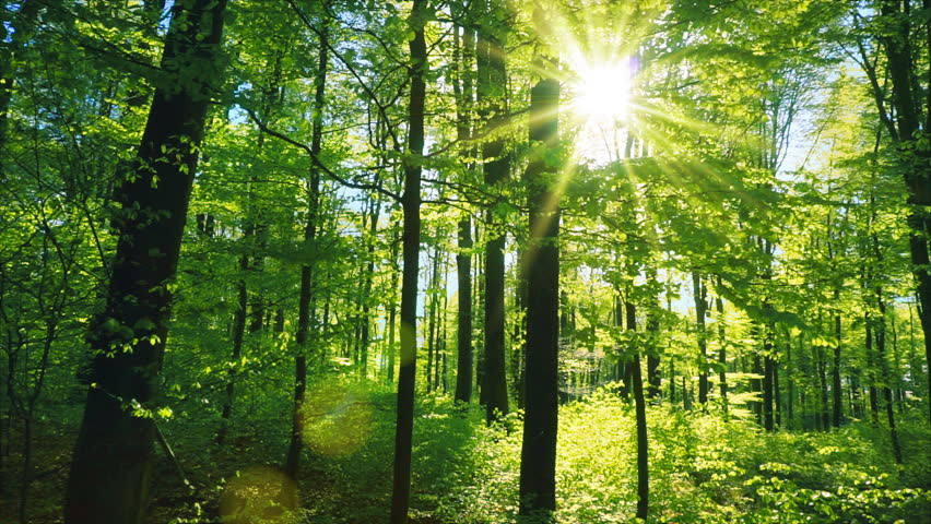 Fresh green beech forest beautifully illuminated by warm rays of the spring sun, with the foliage gently moving in the soft breeze Royalty-Free Stock Footage #25569458