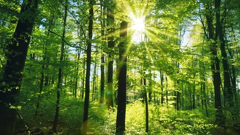 Fresh green beech forest beautifully illuminated by warm rays of the spring sun, with the foliage gently moving in the soft breeze