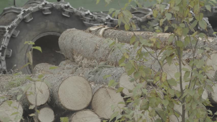 A logging truck dumps a couple of logs on a log pile during a logging operation int a forest located in the province of Quebec. (without color correction)