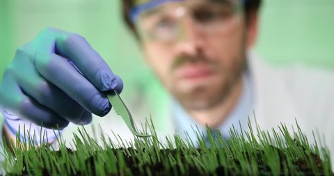 Researcher Work Wetting Wheat Seedlings Genetic Engineering Laboratory Close Up