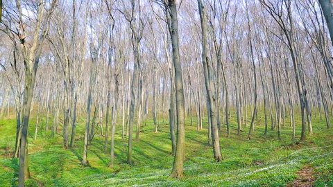 Green spring forest. The morning sun illuminates the green grass with white flowers. Panorama 1920x1080