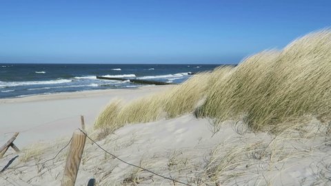 beach of baltic sea coast at Ahrenshoop. dunes and reed (Germany)