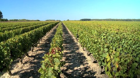 Rows of grapevines ready for harvest