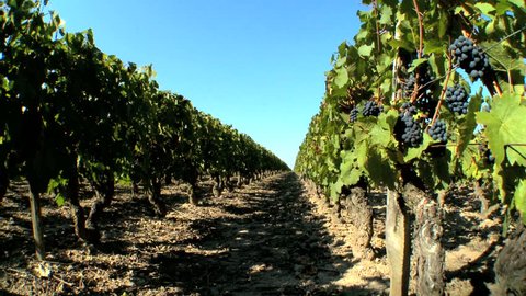 Rows of grapevines ready for harvest