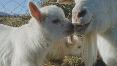 Newborn goats are caressing with their mother, farm tenderness