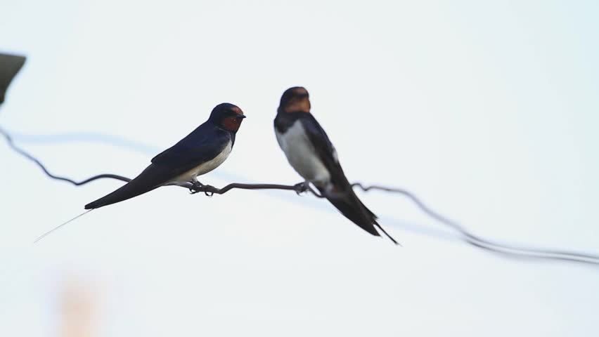 first spring swallows sitting on a wire