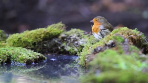 Robin rides smoothly on green moss and forest bathing in a puddle