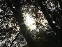 Sun shining through tree branches