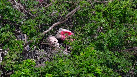 An adult nesting Roseate Spoonbill sits on a nest and tends to its chicks. 