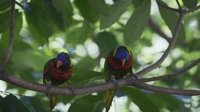 Two. colorful. rainbow lorikeets. taking off from a tree branch in their habitat. UltraHD 4k footage