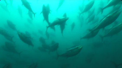 school of tuna fish underwater yellow fin blue fin wildlife ocean scenery bluefin
