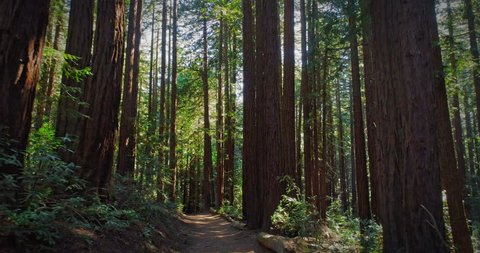 Aerial tracking moving down path in redwood forest , California