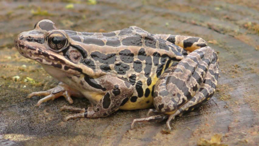 Pickerel Frog (Lithobates Rana palustris) sunning in spring then jumping off log